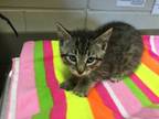 Adopt Sundown a Domestic Short Hair