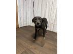 Adopt Melissa a Labrador Retriever