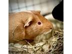 Adopt HAZEL a Guinea Pig