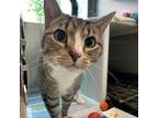 Adopt DAISY - WORKING CAT a Domestic Short Hair