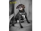 Adopt Brindle a Labrador Retriever, Hound