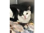 Adopt 43078 Arabella a Domestic Short Hair