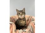 Adopt Bubbles a Tabby