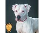 Adopt Gwen a Pit Bull Terrier, Mixed Breed