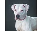 Adopt Gwen a Pit Bull Terrier, Mixed Breed