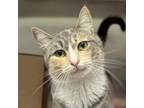 Adopt Nooboo (Chow Hound Holland) a Domestic Medium Hair