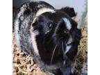 Adopt Oreo a Guinea Pig