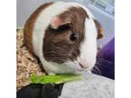 Adopt Fudge a Guinea Pig