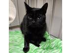 Adopt Owl a Domestic Short Hair