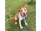 Adopt Ms. Dill a American Staffordshire Terrier