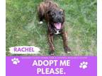 Adopt RACHEL a German Shepherd Dog, Pit Bull Terrier