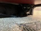 Adopt MIDNIGHT a Domestic Short Hair