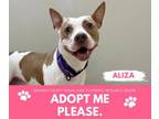 Adopt ALIZA a Pit Bull Terrier