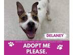 Adopt DELANEY a Pit Bull Terrier, Mixed Breed