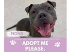 Adopt FIONA a Pit Bull Terrier