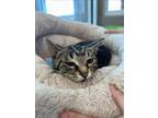 Adopt SNICKER DOODLE a Domestic Short Hair