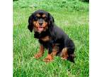 Adopt Ethel a Cavalier King Charles Spaniel