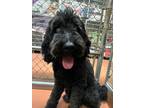 Adopt Eevee a Labrador Retriever, Standard Poodle