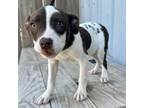 Adopt Blossom PR 5 a Pit Bull Terrier