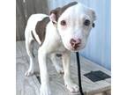 Adopt Bubbles DI 1 a Pit Bull Terrier