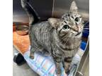 Adopt Kibby ~Petsmart~ a Domestic Short Hair