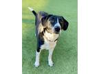 Adopt Girl a Border Collie, Mixed Breed