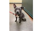 Adopt Gaia a Pit Bull Terrier, Mixed Breed
