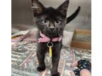 Adopt CHICKEN a Domestic Short Hair