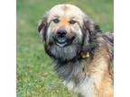 Adopt SOPHIA a Great Pyrenees, Mixed Breed
