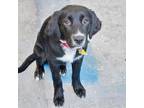 Adopt ADI a Catahoula Leopard Dog, Mastiff