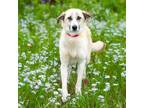 Adopt TIPPY a German Shepherd Dog, Mixed Breed