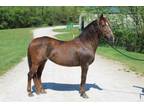 Adopt JAZZY a Paso Fino