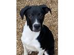 Adopt Atlas a Border Collie