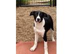 Adopt Melissa a Border Collie