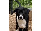 Adopt Molly a Border Collie