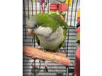 Adopt Simone a Quaker Parakeet