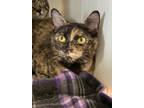 Adopt Valentine a Domestic Short Hair