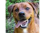 Adopt Charli B. a Labrador Retriever, Rottweiler
