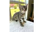 Adopt Scooby a Domestic Short Hair