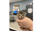 Adopt Pink Band a Domestic Short Hair