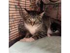 Adopt Cougar a Domestic Short Hair