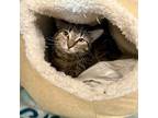 Adopt Gucci a Domestic Short Hair