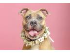 Adopt Annabelle a Pit Bull Terrier, Mixed Breed