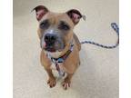 Adopt Annabelle a Pit Bull Terrier, Mixed Breed