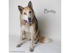 Adopt Betty a Australian Cattle Dog / Blue Heeler, Collie