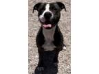 Adopt Padme a Pit Bull Terrier