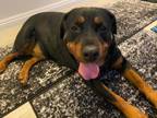 Adopt NOVA a Rottweiler