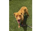 Adopt NELLY a Pit Bull Terrier, Mixed Breed