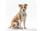 Adopt Paige a Pit Bull Terrier