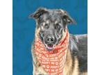 Adopt Versace a German Shepherd Dog